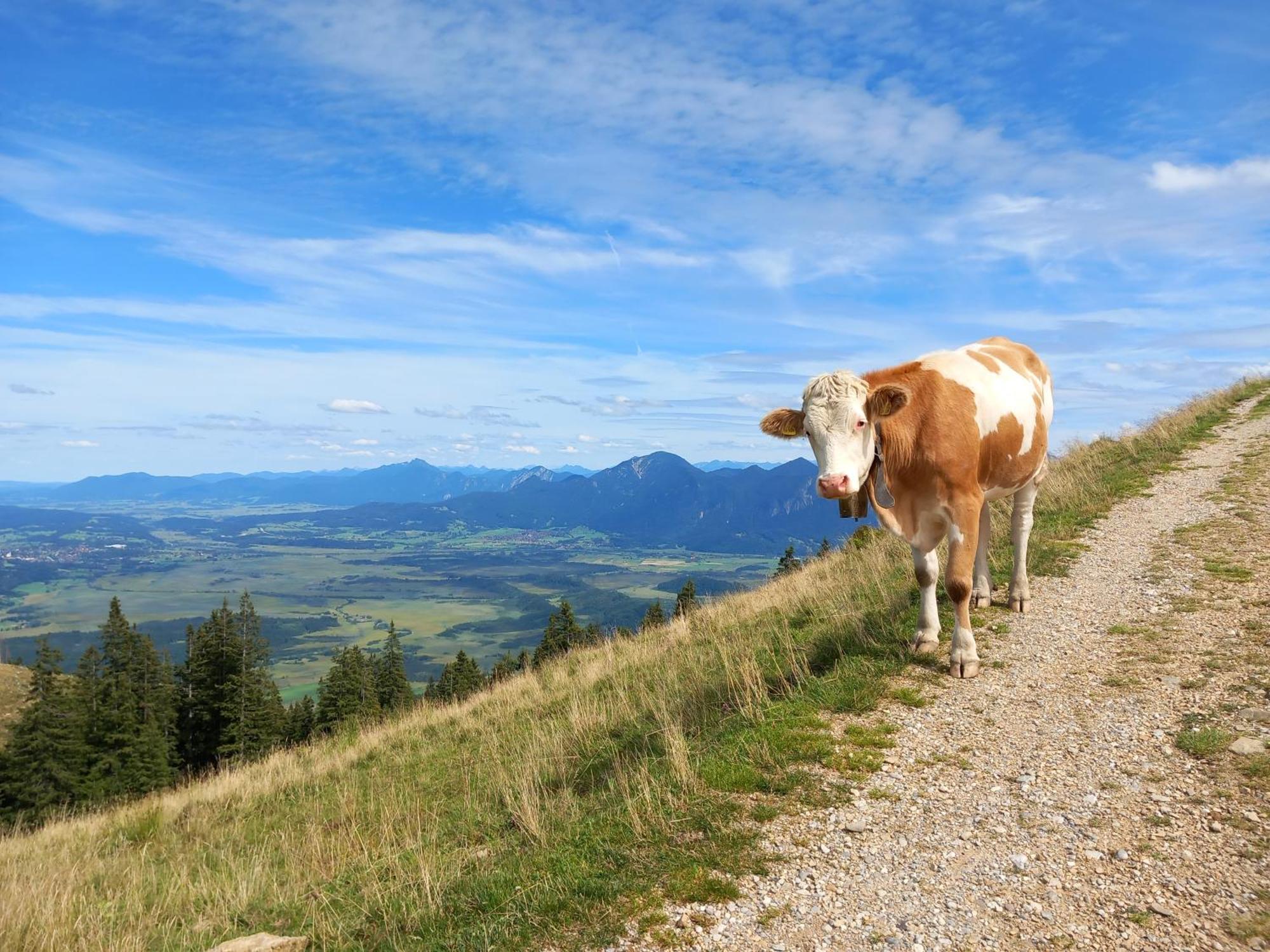 Ammergauer Vier Jahreszeiten Bad Kohlgrub Exterior foto